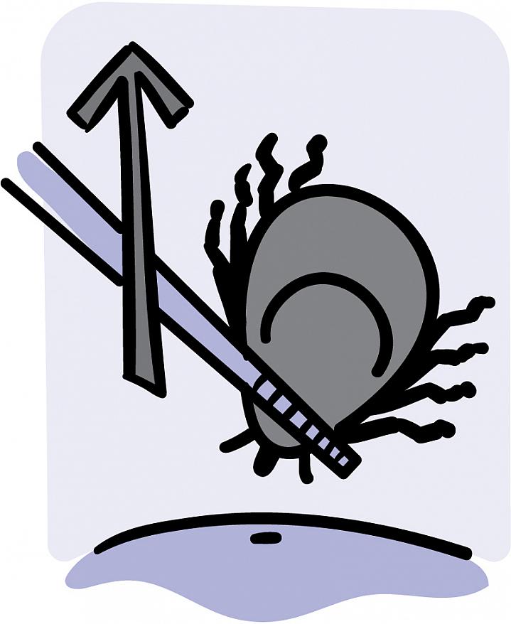 Illustration of a tick being grasped by tweezers and lifted from the skin’s surface.