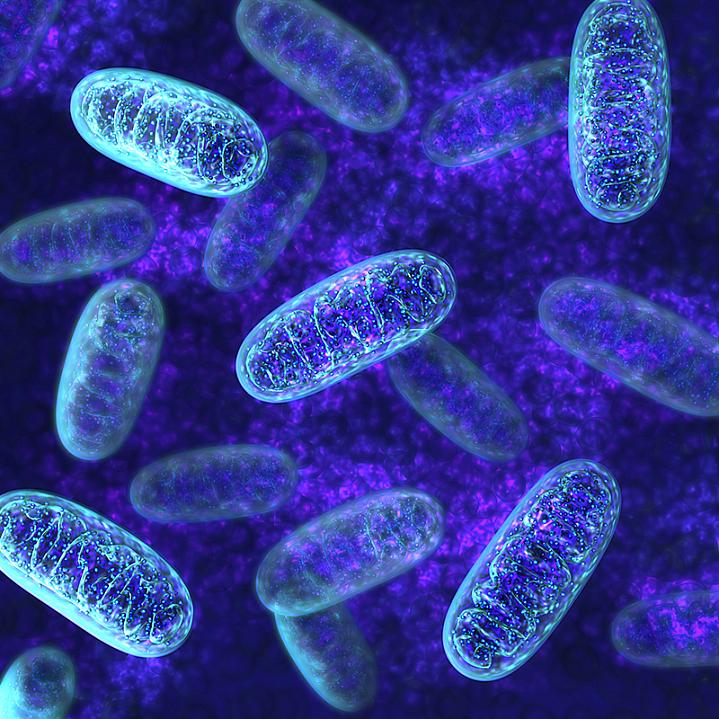 Mitochondria Mitochondria